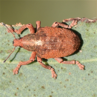 Gonipterus scutellatus (Eucalyptus snout beetle, gum tree weevil) at Gundaroo, NSW - 2 Dec 2024 by ConBoekel