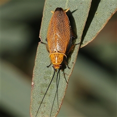 Ellipsidion humerale (Common Ellipsidion) at Gundaroo, NSW - 2 Dec 2024 by ConBoekel