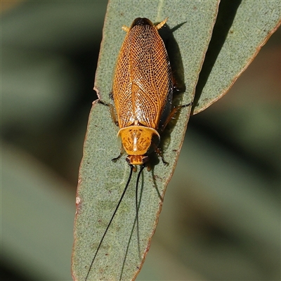 Ellipsidion humerale (Common Ellipsidion) at Gundaroo, NSW - 1 Dec 2024 by ConBoekel