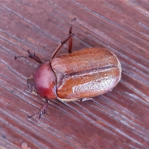 Antitrogus morbillosus at Goulburn, NSW by trevorpreston