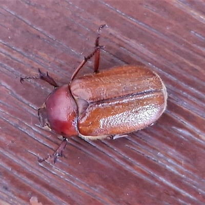 Antitrogus morbillosus (Tableland pasture scarab) at Goulburn, NSW - 4 Dec 2024 by trevorpreston