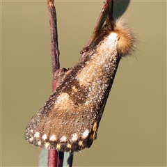 Epicoma contristis (Yellow-spotted Epicoma Moth) at Gundaroo, NSW - 2 Dec 2024 by ConBoekel