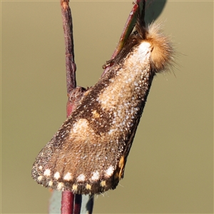 Epicoma contristis (Yellow-spotted Epicoma Moth) at Gundaroo, NSW by ConBoekel