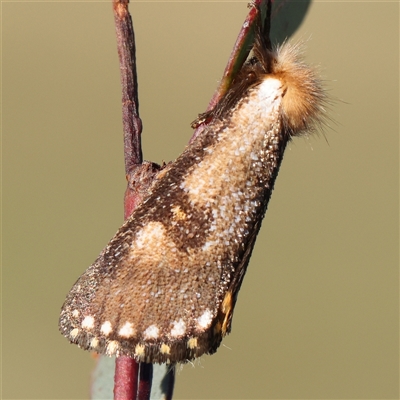 Epicoma contristis (Yellow-spotted Epicoma Moth) at Gundaroo, NSW - 2 Dec 2024 by ConBoekel