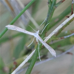 Platyptilia celidotus (Plume Moth) at Gundaroo, NSW - 2 Dec 2024 by ConBoekel