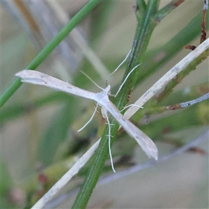 Platyptilia celidotus at Gundaroo, NSW - 2 Dec 2024 07:28 AM