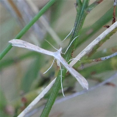 Platyptilia celidotus (Plume Moth) at Gundaroo, NSW - 1 Dec 2024 by ConBoekel