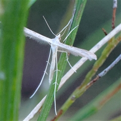 Platyptilia celidotus at Gundaroo, NSW - 2 Dec 2024 07:28 AM