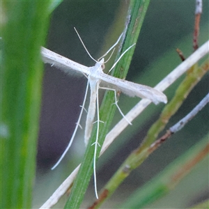 Platyptilia celidotus at Gundaroo, NSW - 2 Dec 2024 07:28 AM