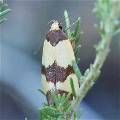 Chrysonoma fascialis (A Concealer moth (Wingia group) at Gundaroo, NSW - 1 Dec 2024 by ConBoekel