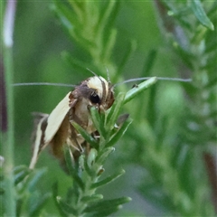 Chrysonoma fascialis at Gundaroo, NSW - 2 Dec 2024 07:26 AM