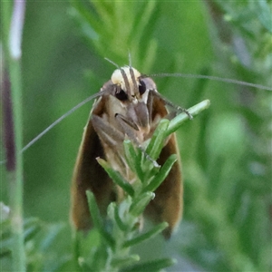 Chrysonoma fascialis at Gundaroo, NSW - 2 Dec 2024