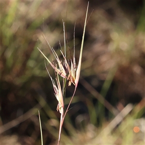 Themeda triandra (Kangaroo Grass) at Gundaroo, NSW by ConBoekel