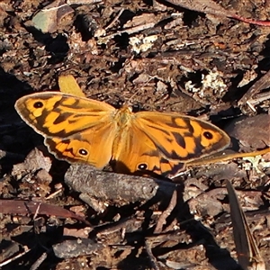 Heteronympha merope at Gundaroo, NSW - 2 Dec 2024