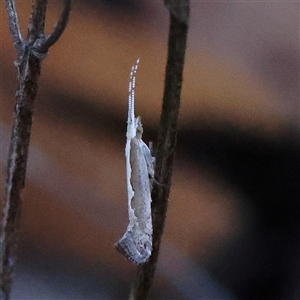 Plutella xylostella at Gundaroo, NSW - 2 Dec 2024