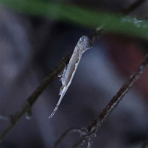 Plutella xylostella at Gundaroo, NSW - 2 Dec 2024 07:19 AM