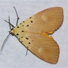 Asota iodamia (An Eribid moth (Aganainae)) at Sheldon, QLD - 16 Jan 2008 by PJH123