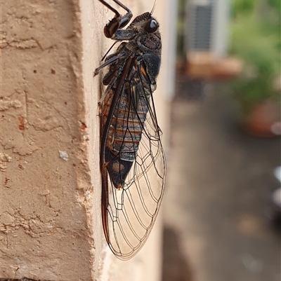 Yoyetta australicta (Southern Ticking Ambertail) at Weston, ACT - 4 Dec 2024 by jmcleod