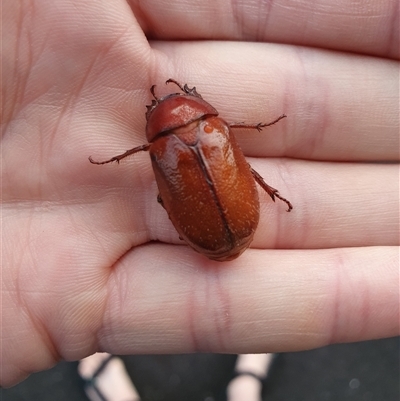 Antitrogus morbillosus (Tableland pasture scarab) at Weston, ACT - 4 Dec 2024 by jmcleod