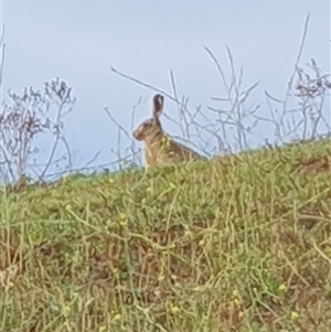 Lepus capensis (Brown Hare) at Lyons, ACT by jmcleod