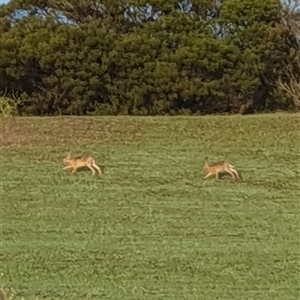 Lepus capensis at Lyons, ACT - 4 Dec 2024 06:20 AM