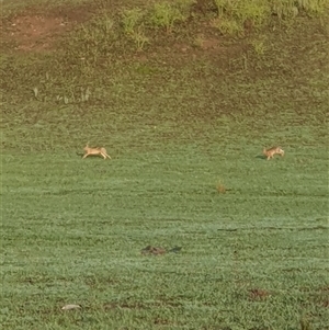 Lepus capensis at Lyons, ACT - 4 Dec 2024