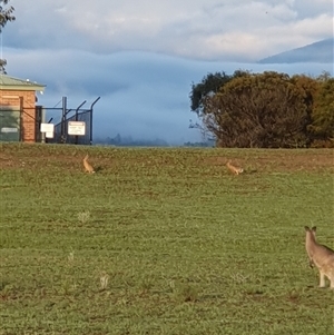 Lepus capensis at Lyons, ACT - 4 Dec 2024