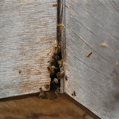 Apis mellifera (European honey bee) at Forde, ACT - 1 Dec 2024 by TimL