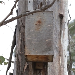 Apis mellifera at Forde, ACT - 1 Dec 2024