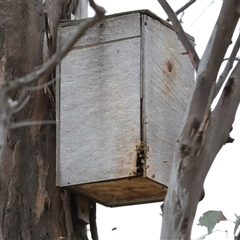 Apis mellifera at Forde, ACT - 1 Dec 2024