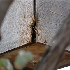 Apis mellifera at Forde, ACT - 1 Dec 2024