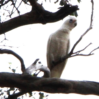 Cacatua sanguinea (Little Corella) at Louth, NSW - 3 Dec 2024 by Gunyijan