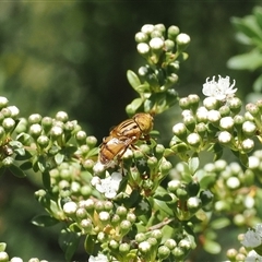 Eristalinus (genus) (A Hover Fly) at Uriarra Village, ACT - 2 Dec 2024 by RAllen