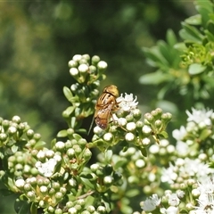 Eristalinus (genus) at Uriarra Village, ACT - 2 Dec 2024 02:33 PM