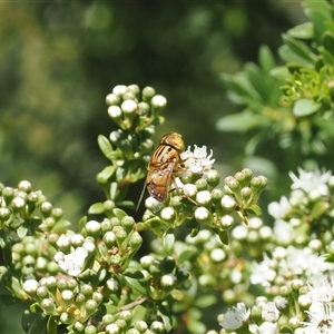 Eristalinus (genus) at Uriarra Village, ACT - 2 Dec 2024 02:33 PM