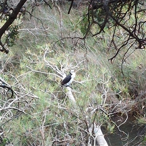 Microcarbo melanoleucos (Little Pied Cormorant) at Hyams Beach, NSW by jamattymoo