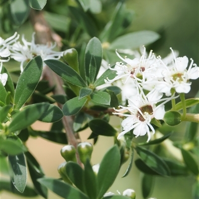 Kunzea peduncularis (Mountain Burgan) at Uriarra Village, ACT - 2 Dec 2024 by RAllen