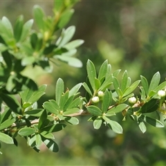 Kunzea peduncularis at Uriarra Village, ACT - 2 Dec 2024