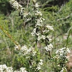 Kunzea peduncularis at Uriarra Village, ACT - 2 Dec 2024