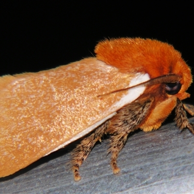 Comana albibasis (Lion's Mane Moth) at Sheldon, QLD - 16 Jan 2008 by PJH123