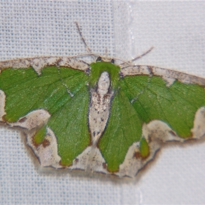 Eucyclodes insperata (Lacy Emerald) at Sheldon, QLD - 16 Jan 2008 by PJH123