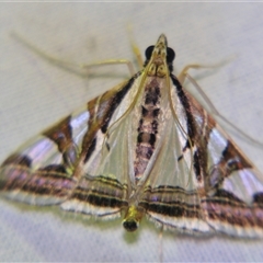 Agrioglypta excelsalis (Spilomelinae) at Sheldon, QLD - 16 Jan 2008 by PJH123