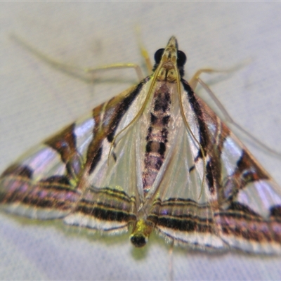 Agrioglypta excelsalis (Spilomelinae) at Sheldon, QLD - 16 Jan 2008 by PJH123