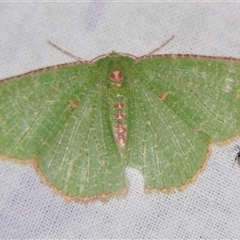 Eucyclodes metaspila (Inscribed Emerald) at Sheldon, QLD - 18 Jan 2008 by PJH123