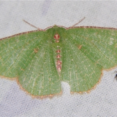 Eucyclodes metaspila (Inscribed Emerald) at Sheldon, QLD - 18 Jan 2008 by PJH123