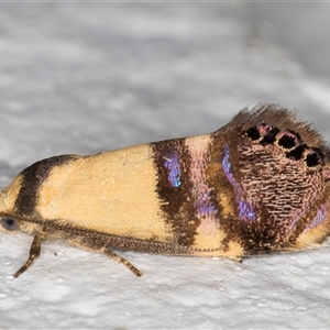 Eupselia satrapella and similar species at Melba, ACT - 1 Dec 2024