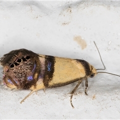 Eupselia satrapella and similar species at Melba, ACT - 1 Dec 2024