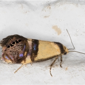 Eupselia satrapella and similar species at Melba, ACT - 1 Dec 2024