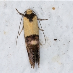 Eupselia satrapella and similar species at Melba, ACT - 1 Dec 2024 09:56 PM