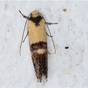 Eupselia satrapella and similar species at Melba, ACT - 1 Dec 2024